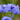 Cornflower Seeds-Amethyst