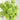 Carnation Seeds-Longjing Tea