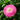 Strawflower Tom Thumb Pink