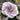 Hibiscus-Double Luna