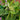 Hyacinth Bean