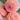 Perennial Dahlia Pompon Flower Seeds – Flesh Pink