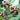 Japanese Raisin Tree