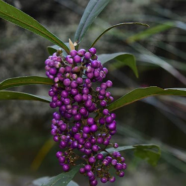 Beautyberry