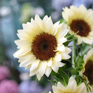 Sunflower Seeds-White Lover