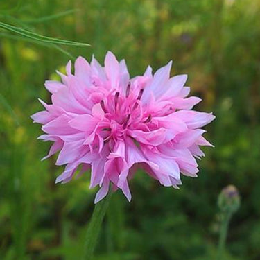 Cornflower Seeds-Pink Ball