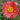 Papaver Rhoeas Seeds-Iceland Poppy · Pink Mist