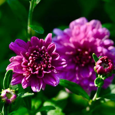Marigold Seeds-Purple Jewel