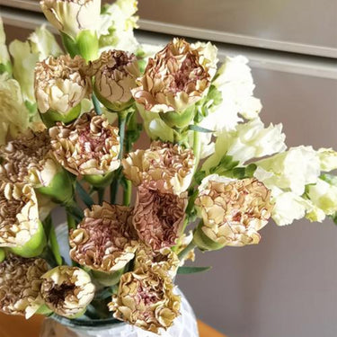 Lisianthus Seeds-Chocolate Ice Cream