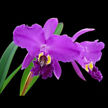 Orchid-Cattleya Lueddemanniana