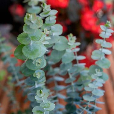 Baby Blue Bouquet Improved Eucalyptus Seeds