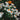 Strawflower Classic White