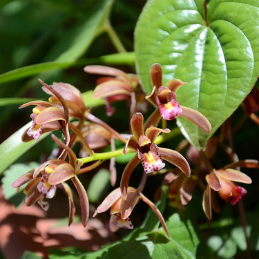 Cymbidium Floribundum Seeds Reddish-Brown