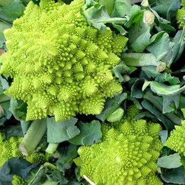 Romanesco Broccoli