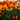 Zinnia Seeds-Fire Dance