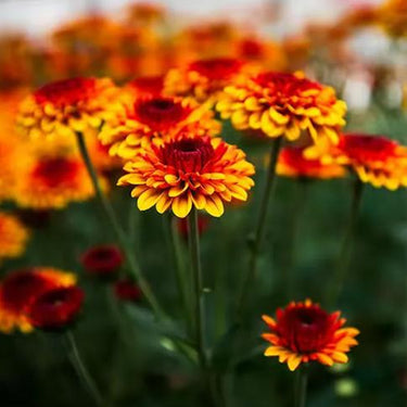 Zinnia Seeds-Fire Dance