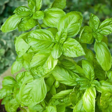 Basil, San Remo