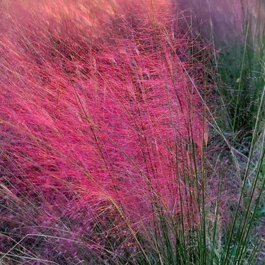 Pink Muhly Grass Seeds