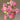 Everlasting Pea Flower Seeds