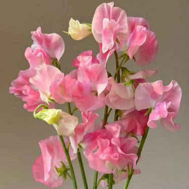 Everlasting Pea Flower Seeds