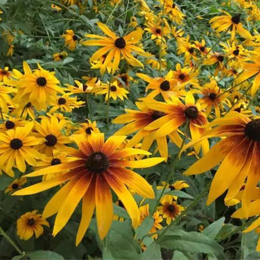 Rudbeckia Hirta Seeds-Golden Storm
