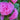 Double Hollyhock Seeds – Lavender Mist