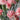 Carnation Seeds-Pomegranate