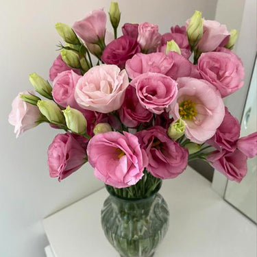 Lisianthus Seeds – Sweet Serenade