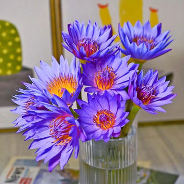 Purple Water Lily