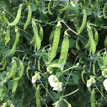 Green Peas
