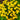 Marigold Seeds-Lemon Gem