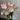 Hippeastrum Seeds-Rebecca