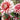 Perennial Dahlia Pompon Flower Seeds-Pink-Red