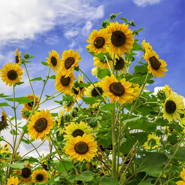 Sunflower Seeds-Giant