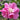 Hibiscus Seeds-Seven-Star Cotton Rose