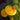 Calceolaria Seeds Yellow Pure