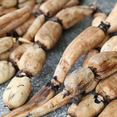 Lotus Root Seeds