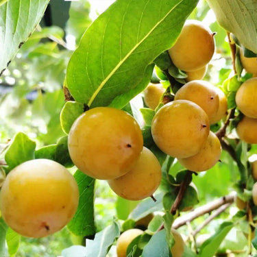 Choerospondias Axillaris