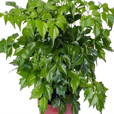 China Doll, Radermachera Seed