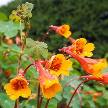 Nasturtium Seeds-Tropaeolum Tuberosum