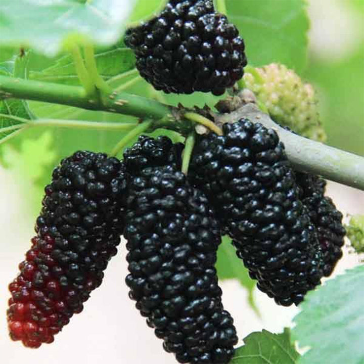Berry plants growing naturally in an outdoor garden