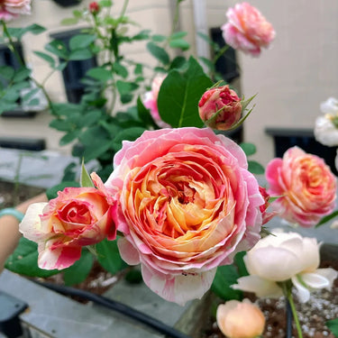 Claude Monet Seeds Yellow Pink White Blend