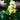 Orchid-Phalaenopsis Aphrodite