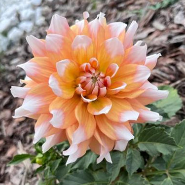 Dahlia Seeds-Seattle