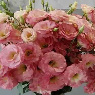 Lisianthus Seeds-Rosita II Pink