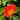 Begonia 'Orange Rubra