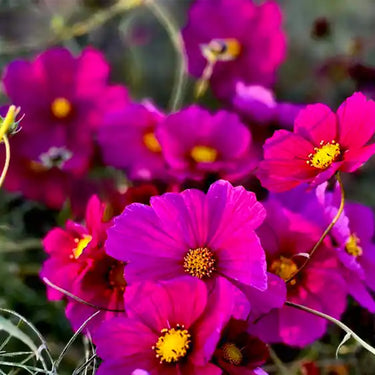 Cosmos Seeds - Dazzler