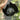 Papaver Rhoeas Seeds-Poppy · Black Magic