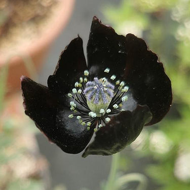 Papaver Rhoeas Seeds-Poppy · Black Magic