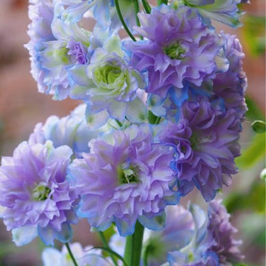 Delphinum Seeds-Sweet Sensation